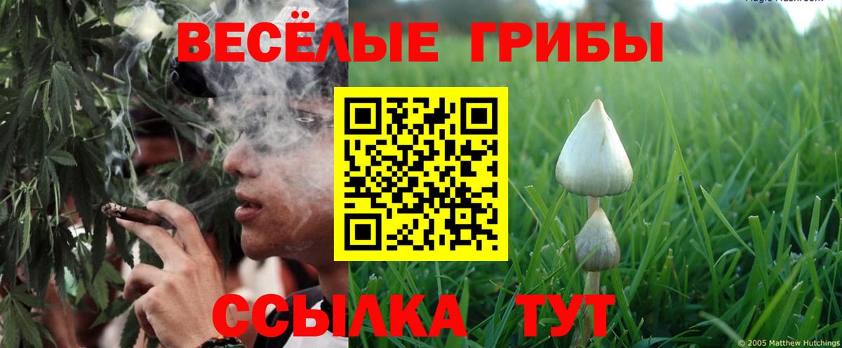 Славянск-на-Кубани  Псилоцибиновые грибы Psilocybe  Вход с VPN 